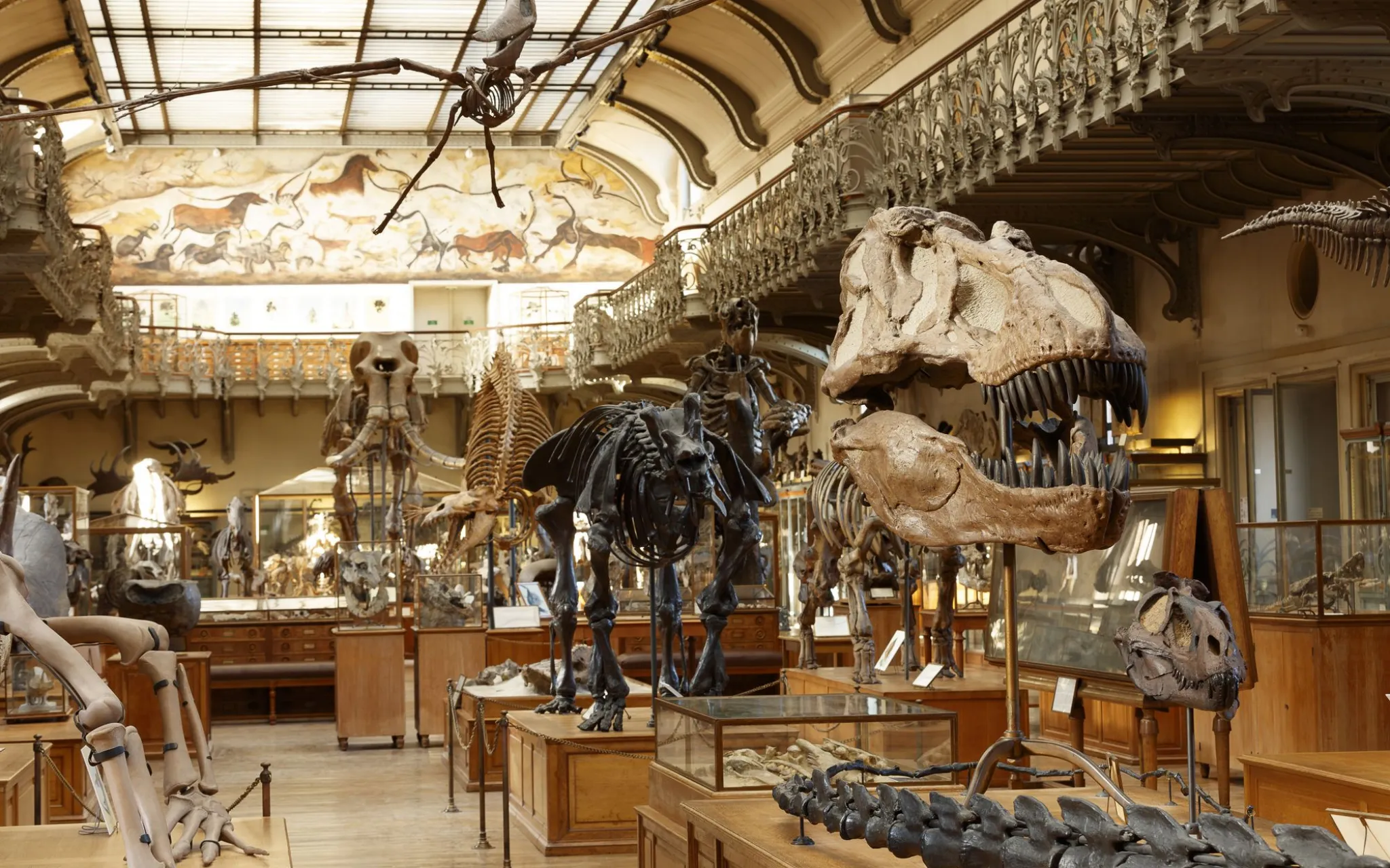 Vue de la Galerie de Paléontologie avec le crâne du T. Rex au premier plan © E. Sander