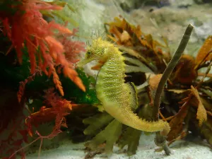 Hippocampe au corps jaune moucheté de blanc, accroché à une algue grâce à sa queue.