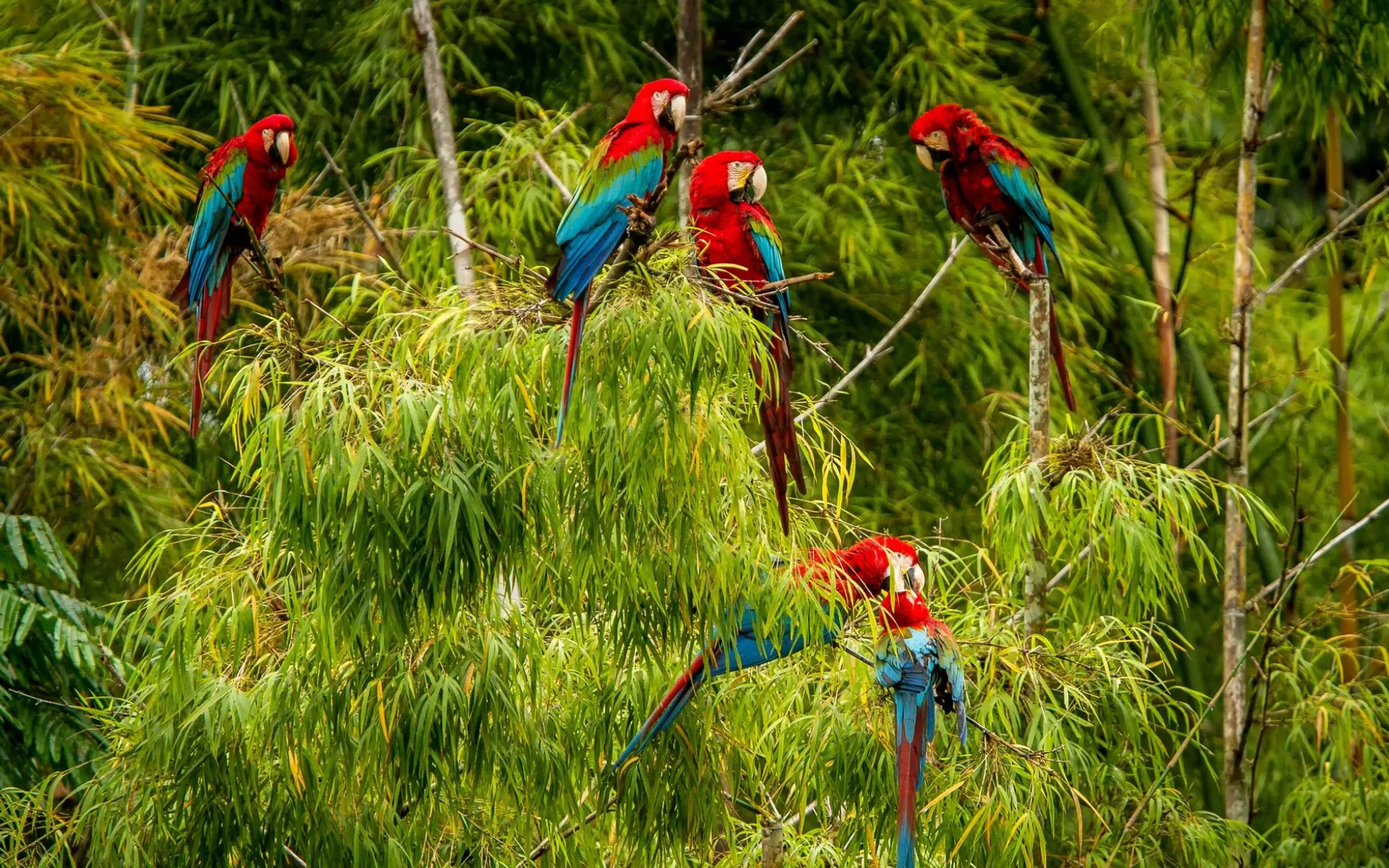 Aras rouges (Ara macao) dans la forêt tropicale du Brésil © Ji - stock.adobe.com