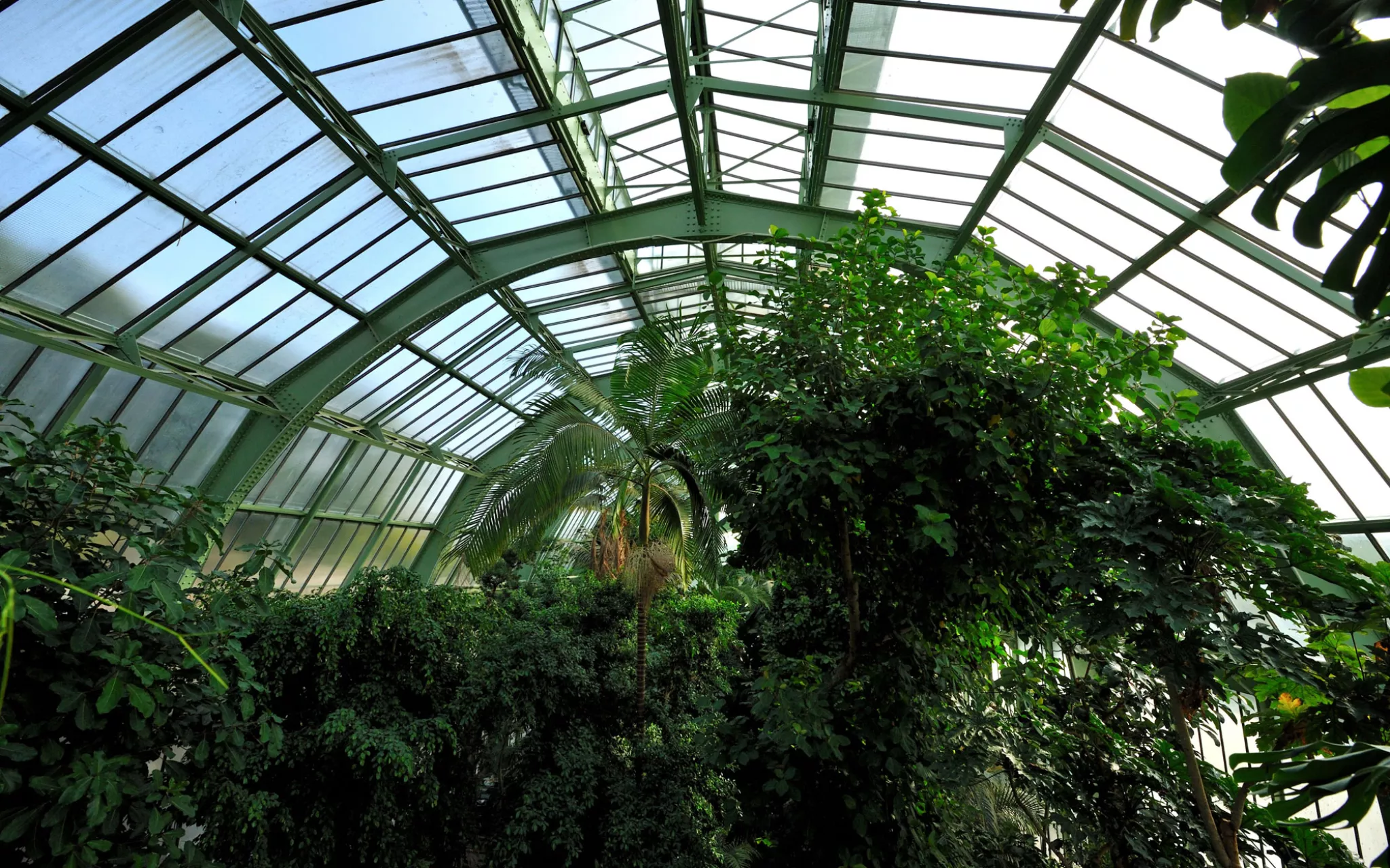 Serre des forêts tropicales humides