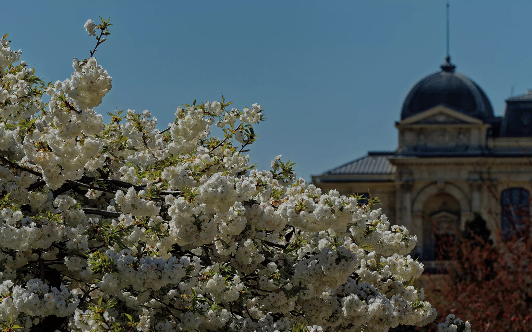 Cerisier du Japon en fleur devant un batiment du Muséum