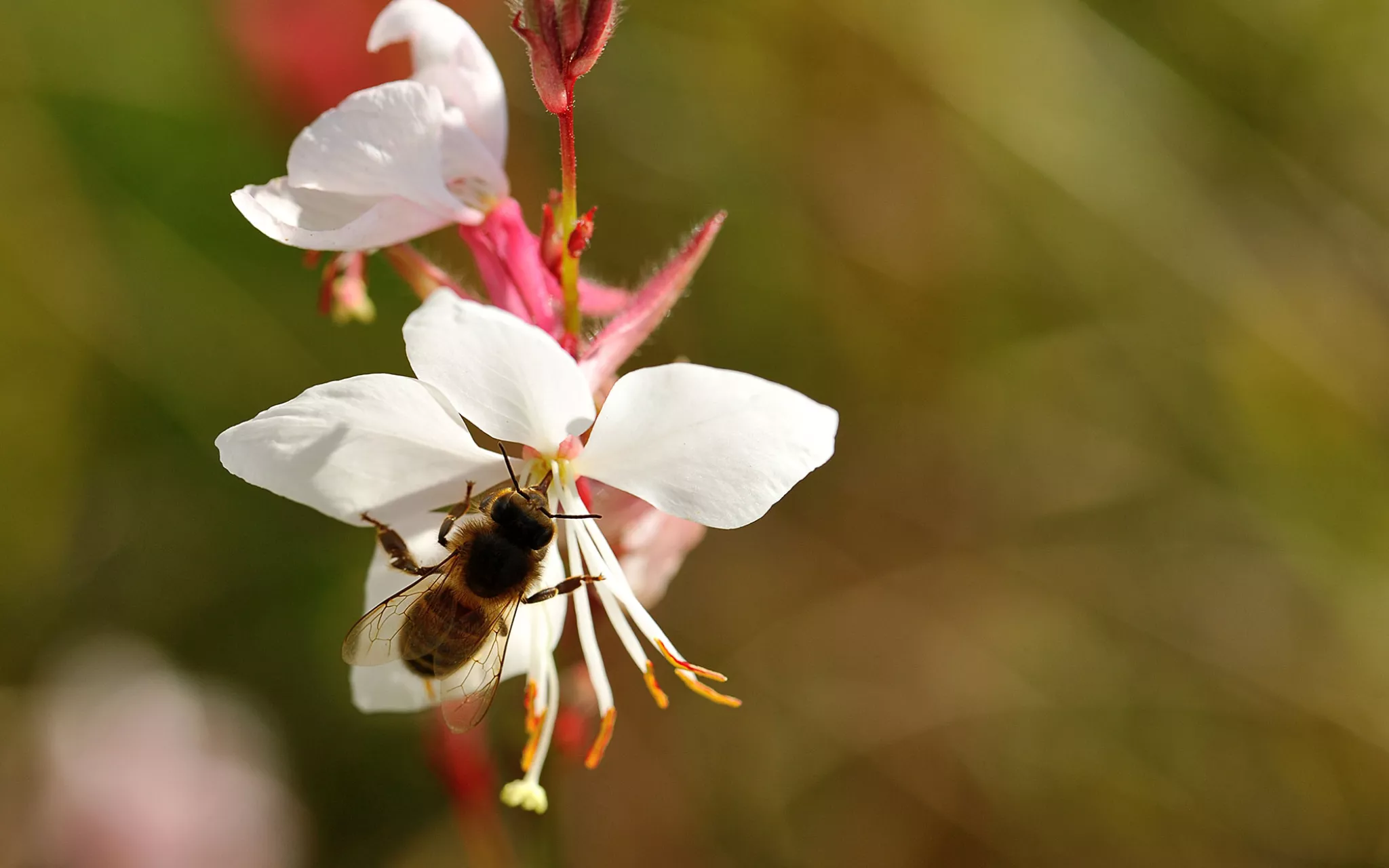 Photo en gros plan d'une abeille en train de butiner une fleur