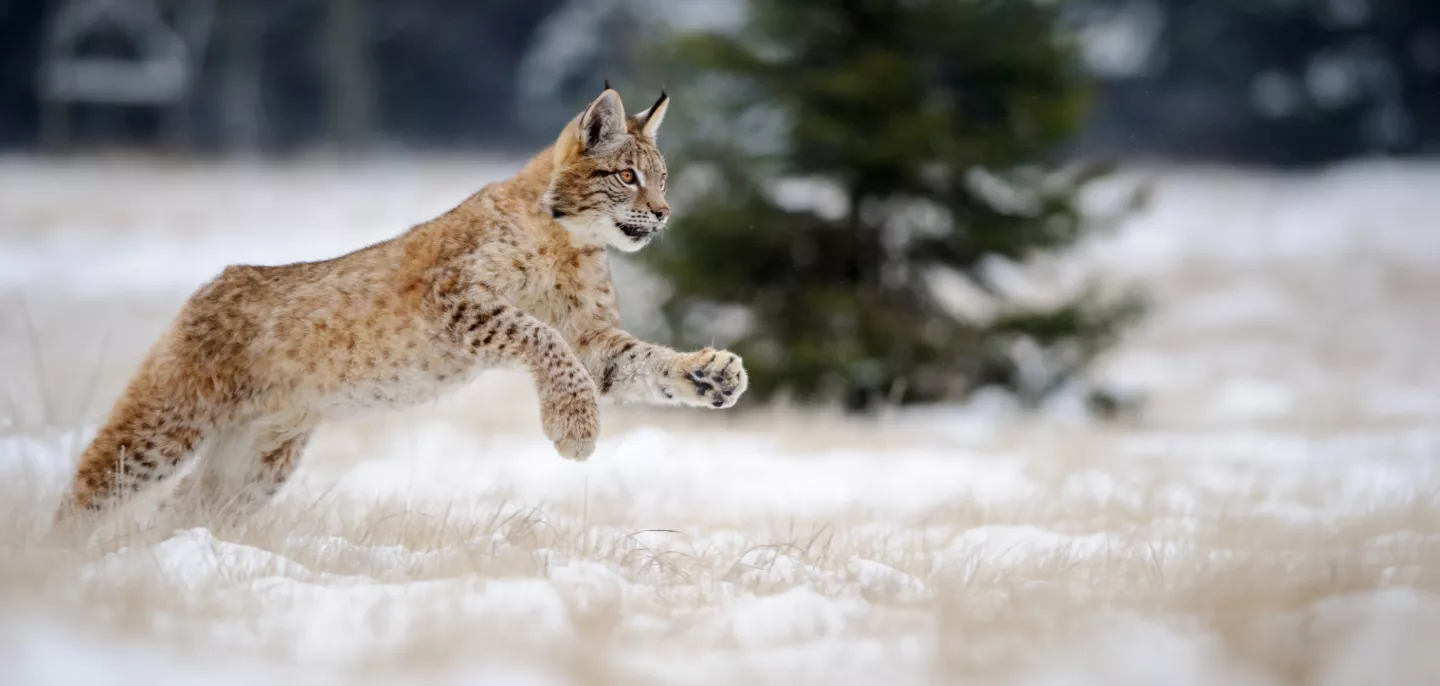 Lynx dans la neige