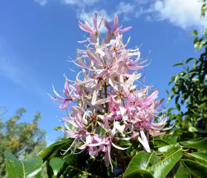 Fleurs roses d'un châtaignier du cap