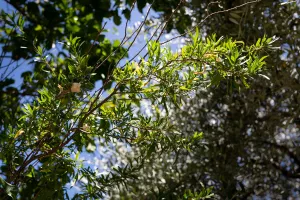 Lanternes chinoises sur leurs branches