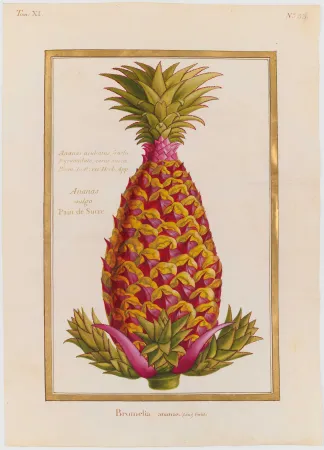 Dessin d'une plante de la forme d'un ananas, rose et jaune.