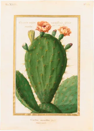 Dessin d'un cactus et ses fleurs rose orangé, à différents stades.