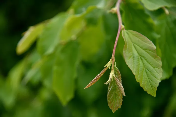 Feuilles de parrotie de Perse naissantes 